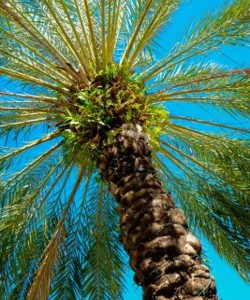 Lincoln Road Royal Palm Tree